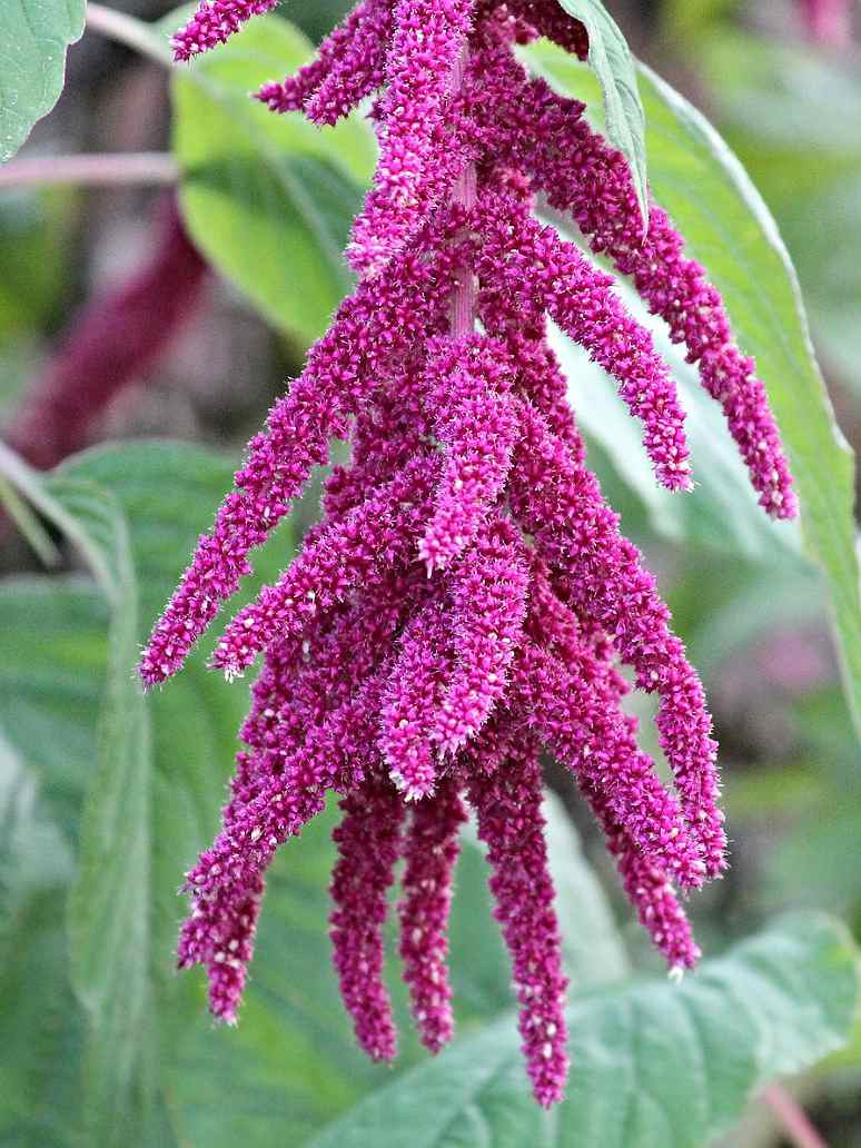 Amaranthus Love Lies Bleeding - Open Pollination Seeds