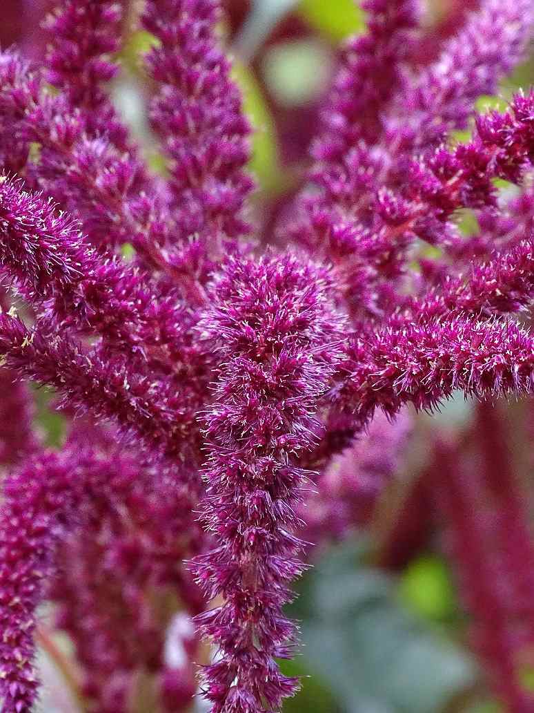 Amaranthus Pygmy Torch- Open Pollination Seeds