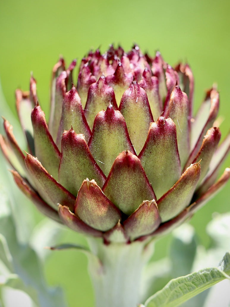 artichoke flower seeds Artichoke -Open Pollination Seeds – seed and plant