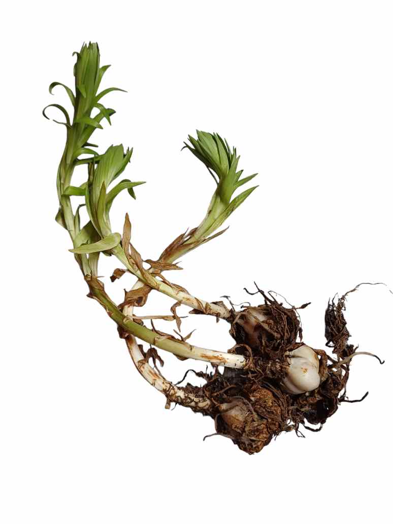 Asiatic Lily White Flower- 3 Bulb