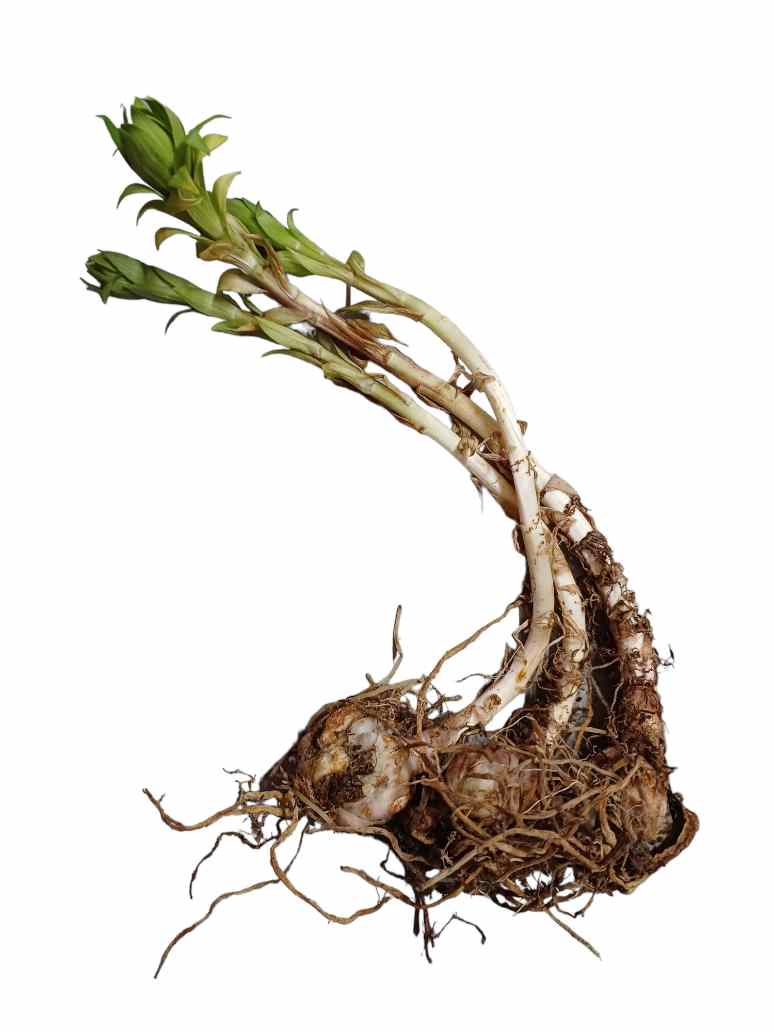 asiatic lily roots Asiatic Lily White Flower- 3 Bulb – seed and plant