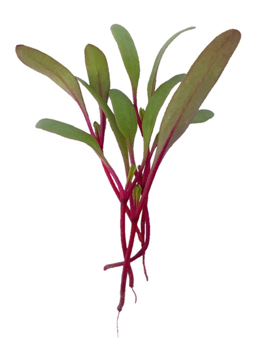 Beetroot Microgreen - Seeds