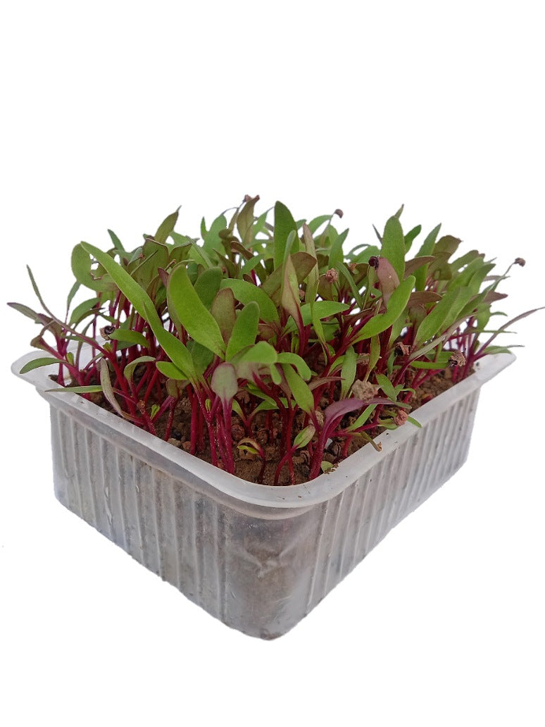 Beetroot Microgreen - Seeds