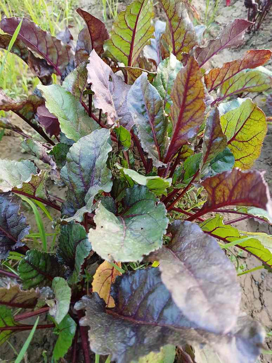 Beetroot - Hybrid Seeds