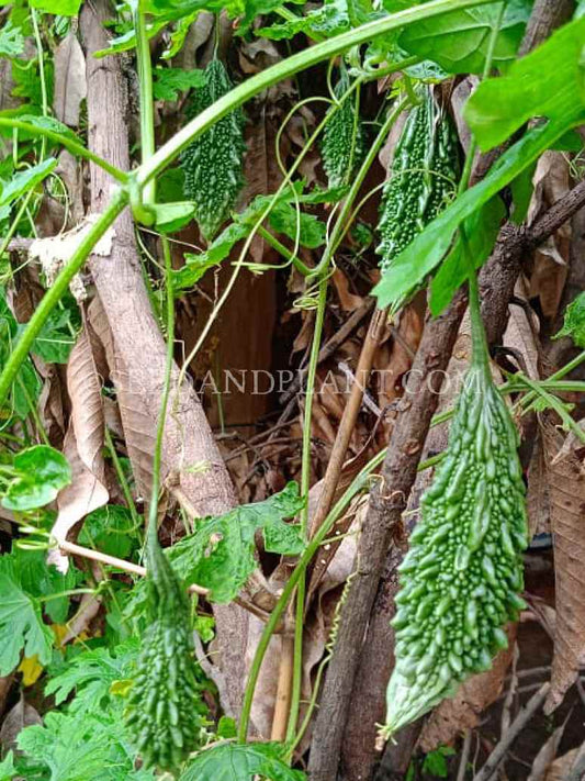 Bitter Gourd-Short Green - Hybrid Seeds