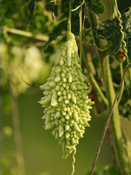 Bitter Gourd Light Green - Open Pollination Seeds