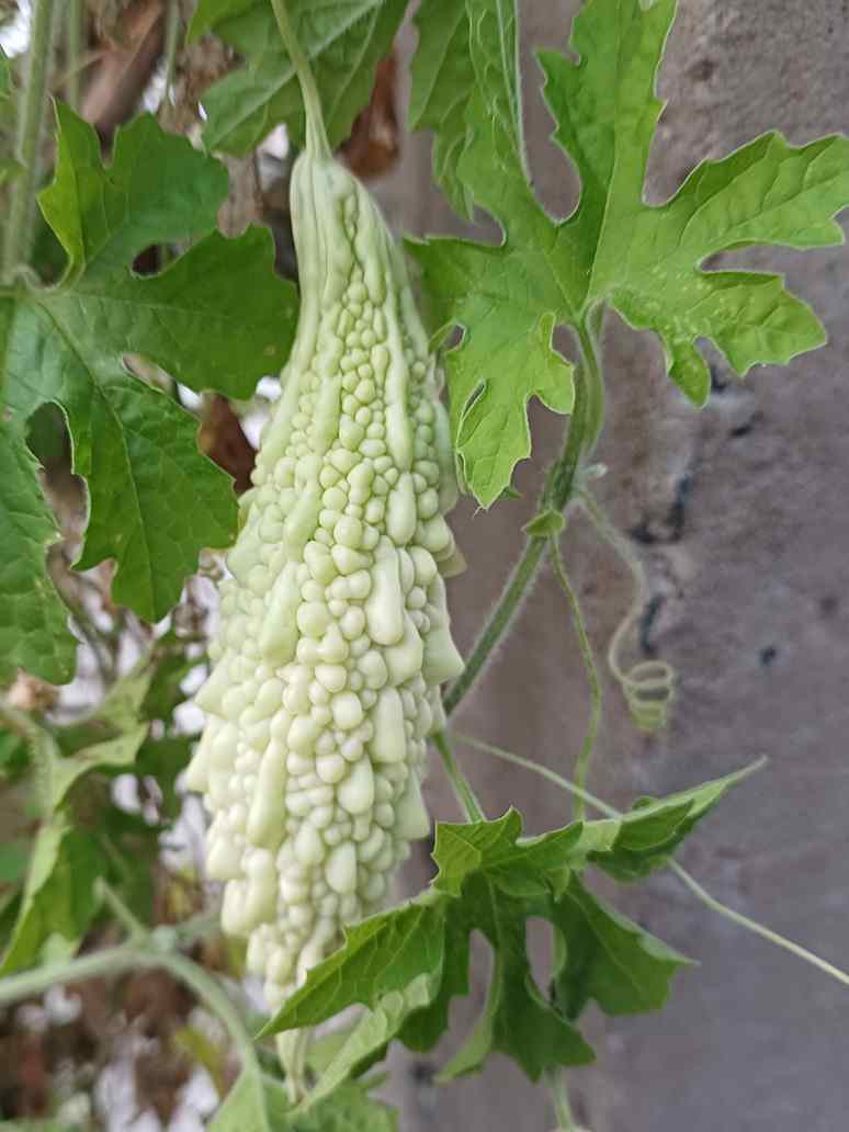 Bitter Gourd White Long - Open Pollination Seeds