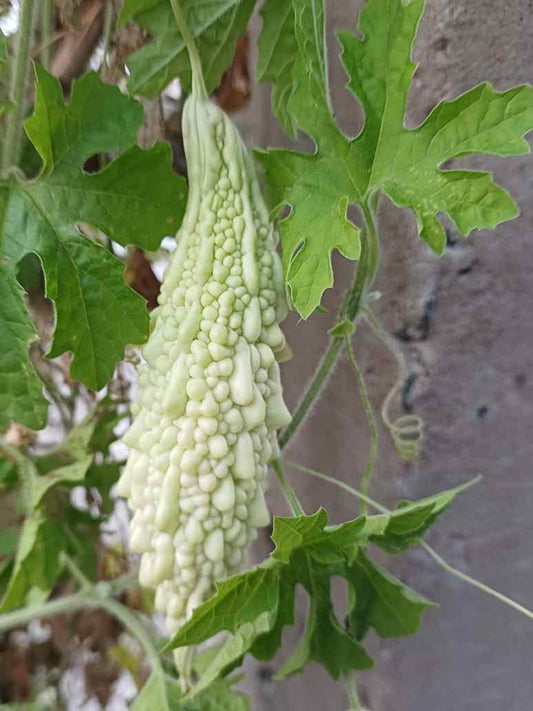 Bitter Gourd White Long - Open Pollination Seeds