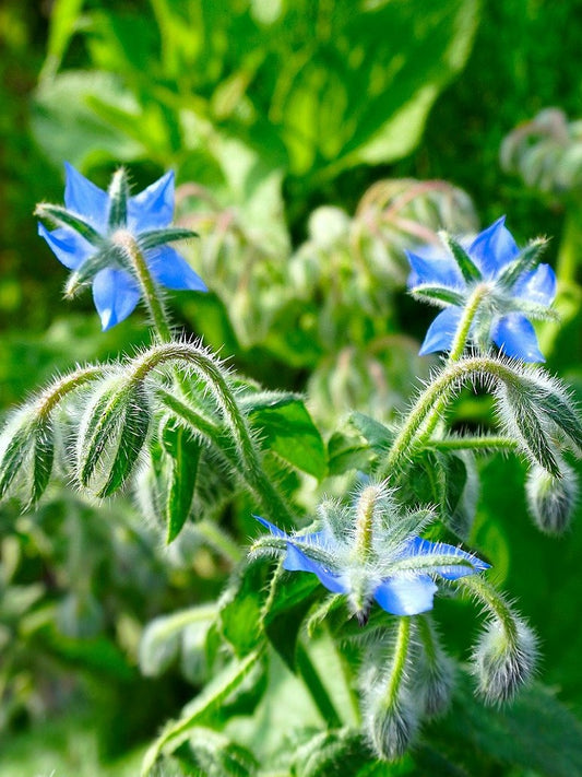 Borage - Open Pollination Seeds