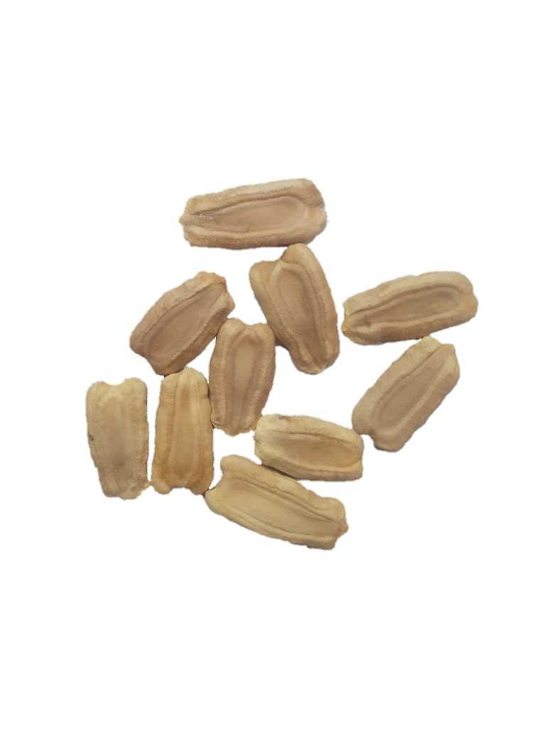 Bottle gourd Speckled Long Green White-Open Pollination seeds