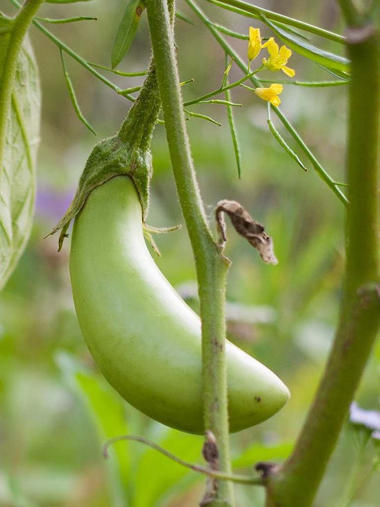 Brinjal Long Green-Open Pollination Seeds