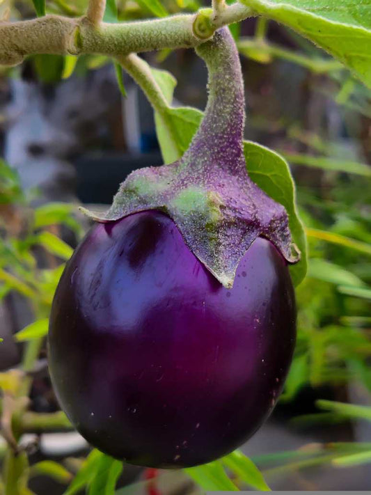 Brinjal Purple Oval Desi - Open Pollination Seeds