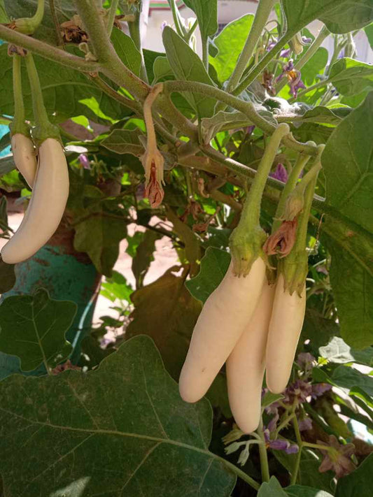 Brinjal White - Open Pollination Seeds