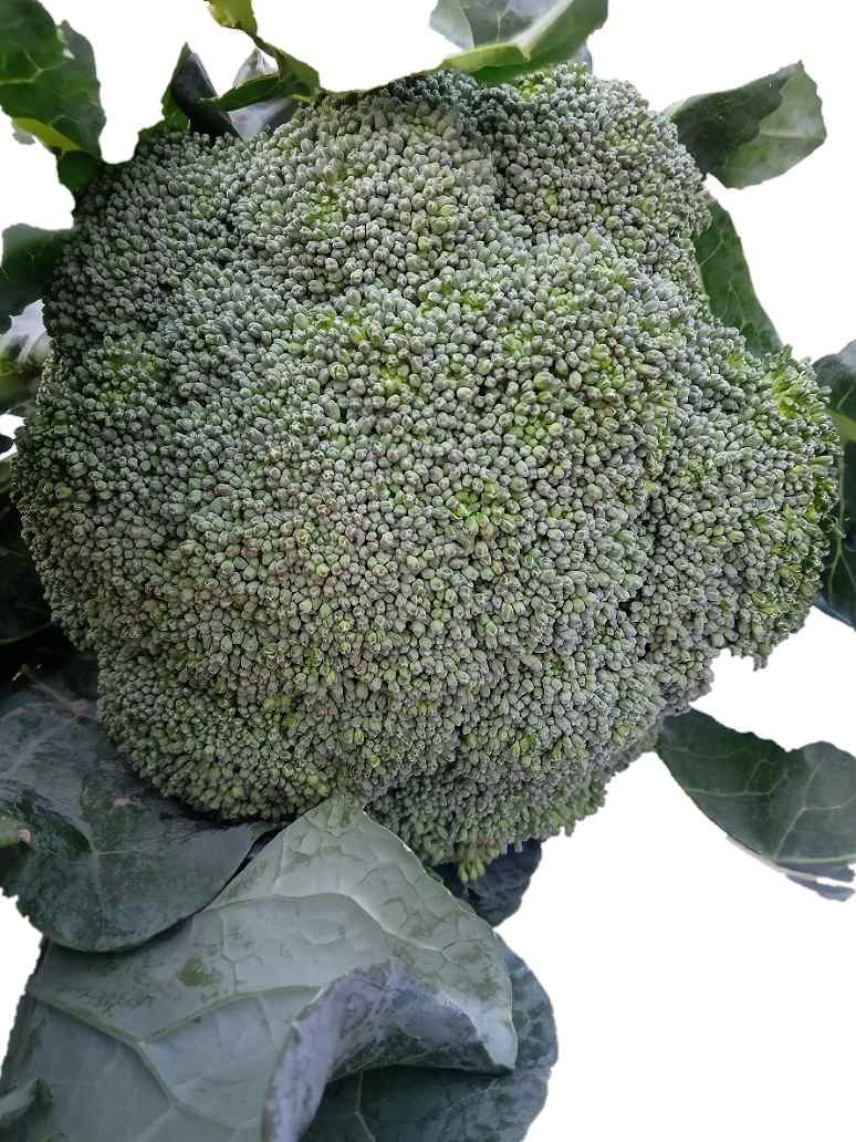 Broccoli - Hybrid Seeds