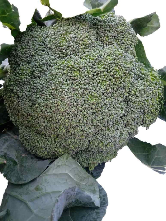 Broccoli - Hybrid Seeds 