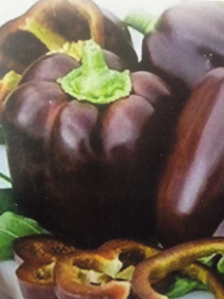 Capsicum Brown - Hybrid Seeds