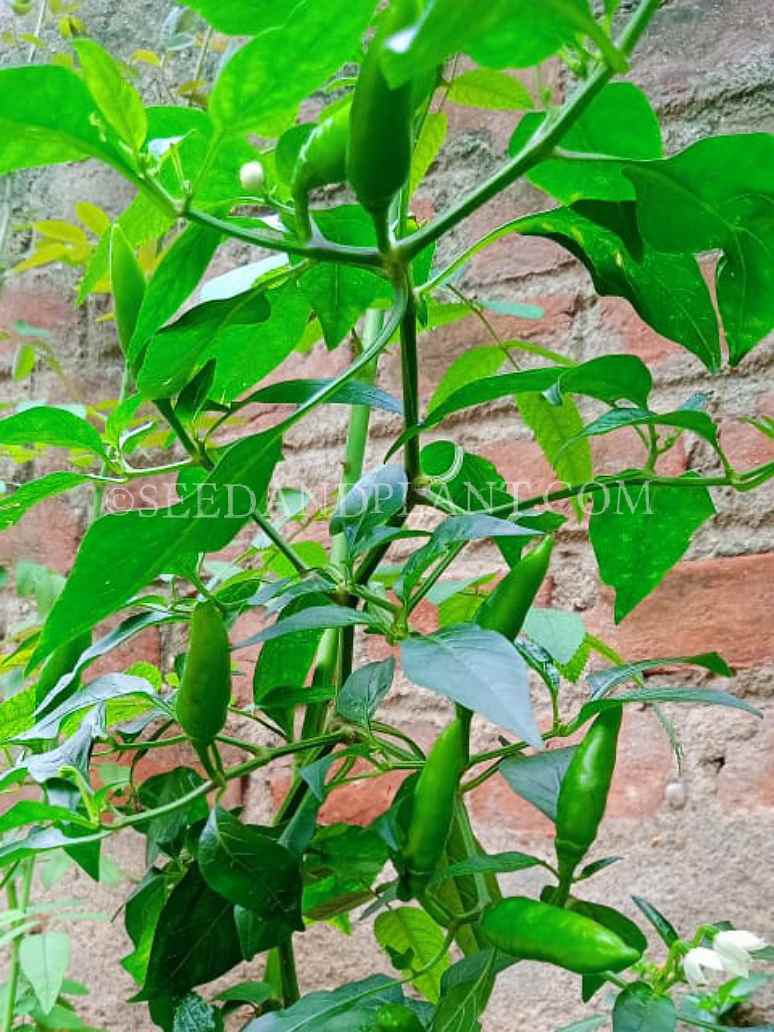 planting birds eye chilli seeds Chilli Bird Eye