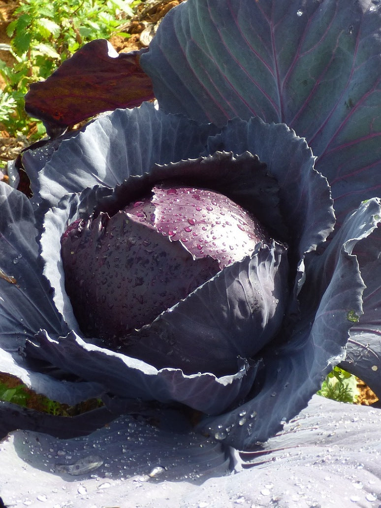 Cabbage Red - Open Pollination Seeds