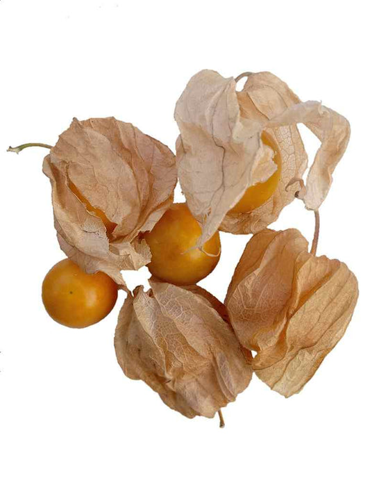 Cape Gooseberry - Open Pollination Seeds