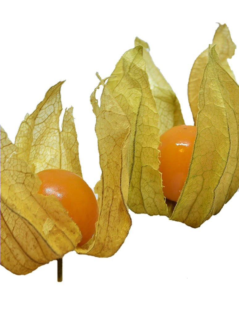 Cape Gooseberry - Open Pollination Seeds