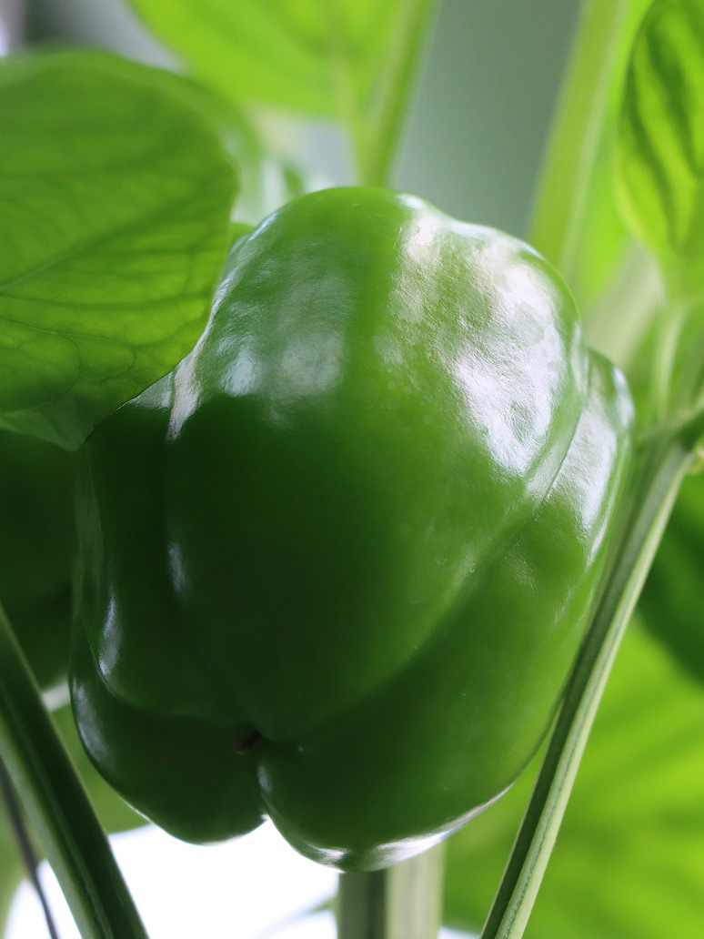 Capsicum Green - Open Pollination Seeds