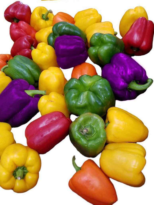 Capsicum Mix Color 5 Varieties - Open Pollination