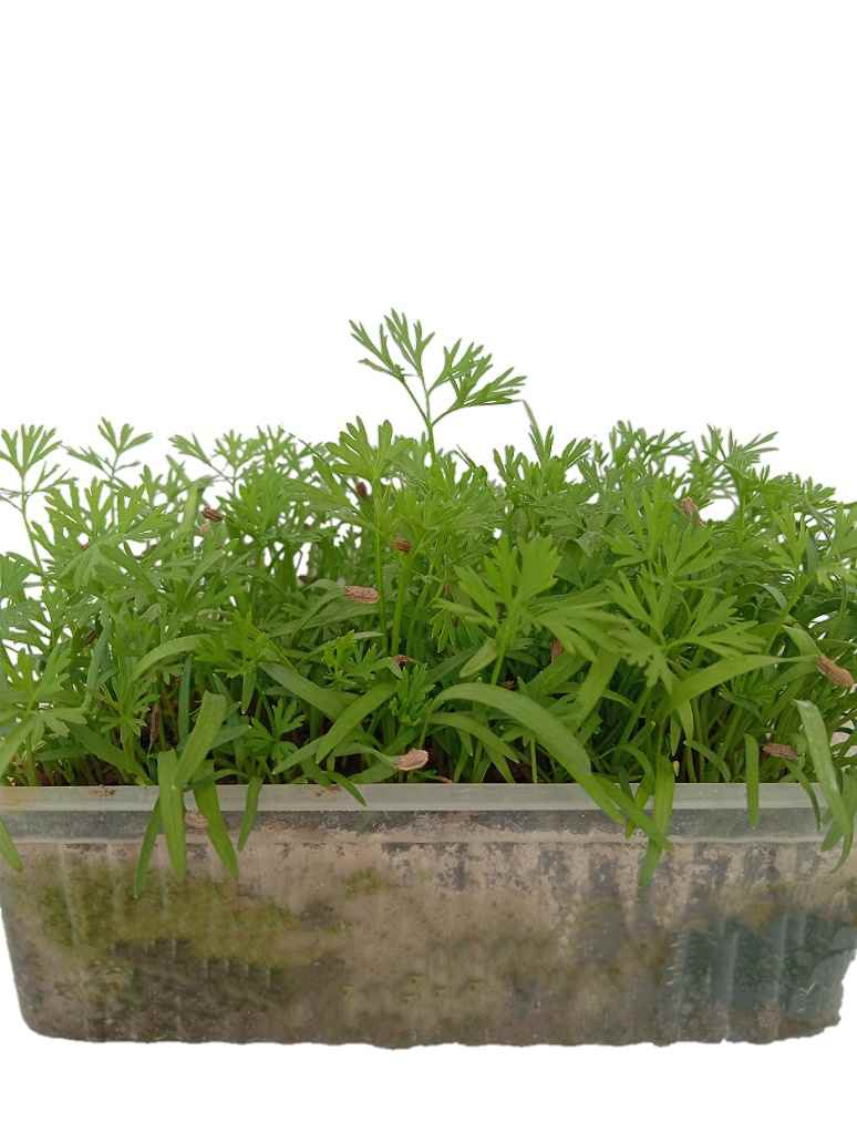 Carrot Orange Microgreen Seed Open PollinationCarrot Orange Microgreen - Open Pollination Seed