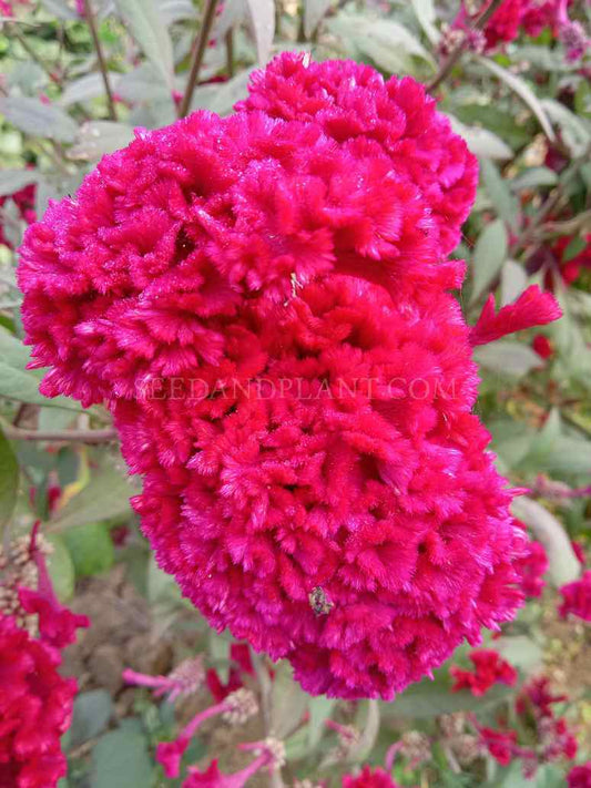 Celosia Cockscomb Red- Open Pollination Seeds