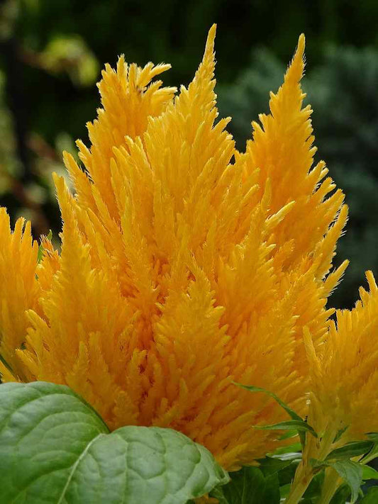 Celosia Plumosa Liliput Mix- Open Pollination Seeds