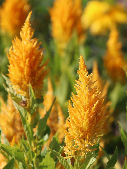Celosia Plumosa Lilliput -Hybrid Seeds