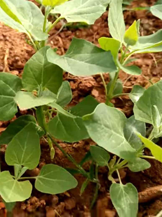 Chakotha - Mountain Spinach-Open Pollination Seeds