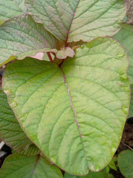 Desi Chaulai Big Leaves Light Red-Open Pollination Seeds