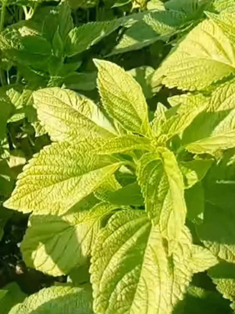 Chia Plant - Open Pollination Seeds