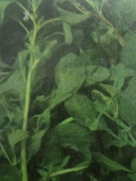 Chilkarave Amaranthus Open Pollination Seeds