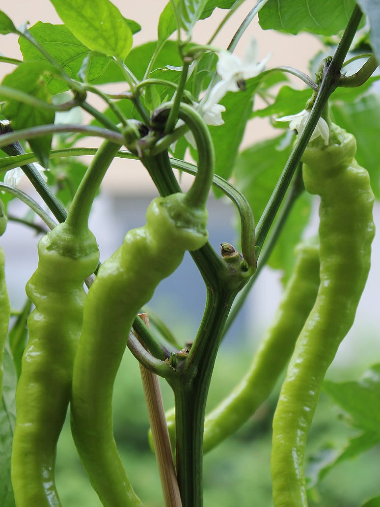 Chilli Little Hot - Open Pollination Seeds