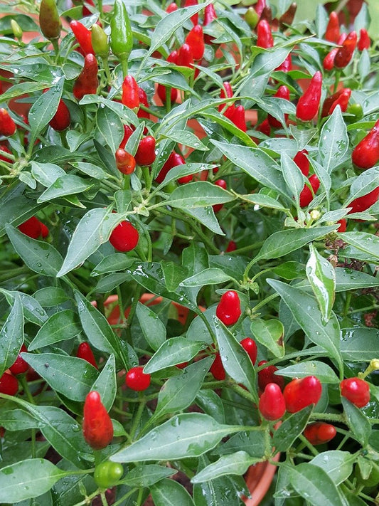 Chilli Piri Piri Seeds - Open pollination Seeds