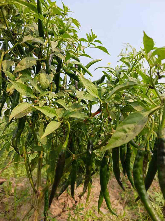 Chilli Long Green - Hybrid Seeds