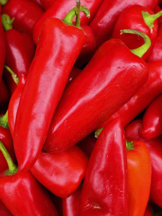 Chilli Pickle - Achaar Chilli - Open Pollination Seeds