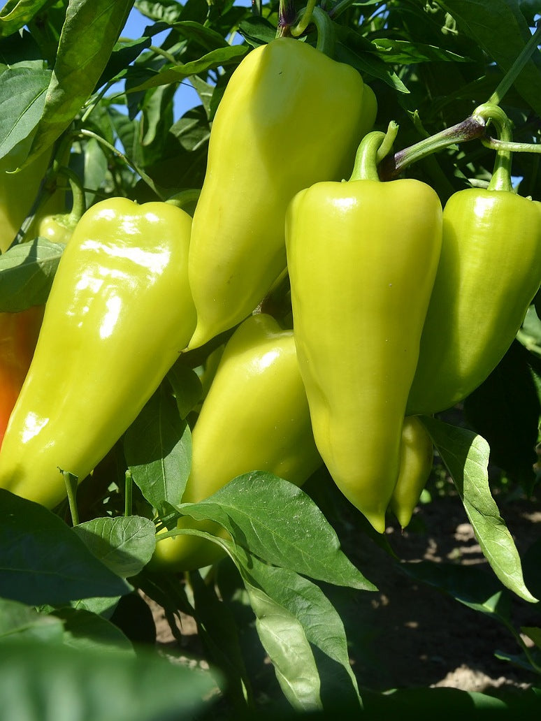 Chilli Bhajiya Green Seeds - Hybrid