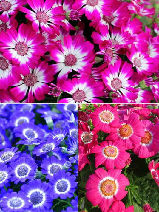 Cineraria Maritima Flowering Hansa Mixed-Open Pollination Seeds