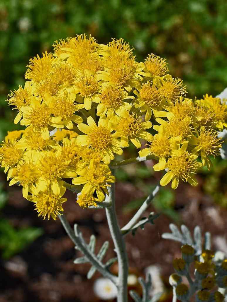 Cineraria Maritima Silver Dust - Open Pollination Seeds