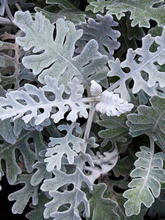 Cineraria Maritima Silver Dust - Open Pollination Seeds