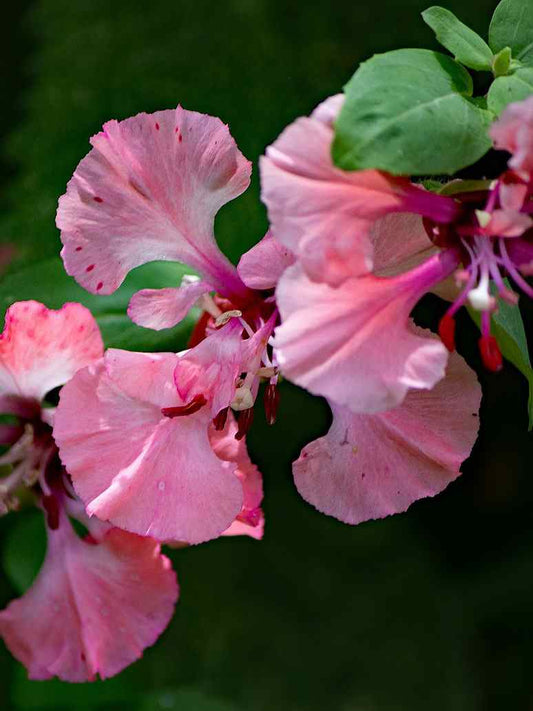 Clarkia Elegans Double Mix-Open Pollination Seeds