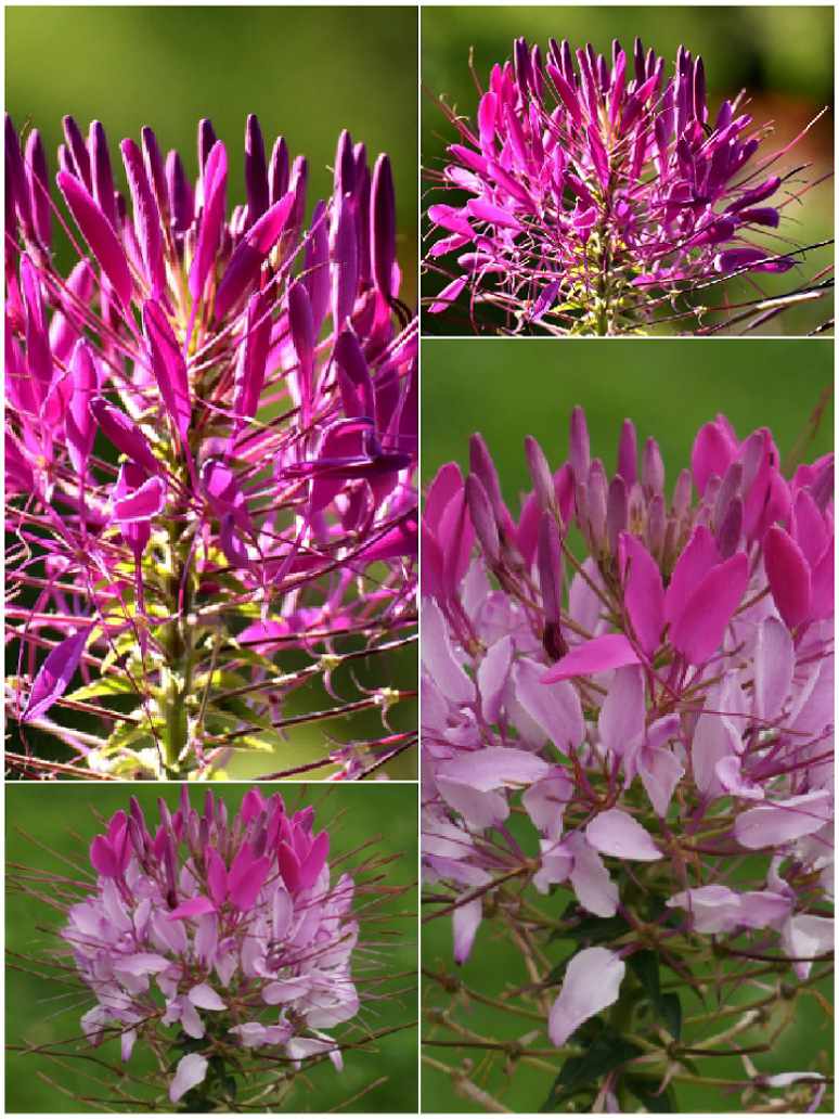 Cleome Spinosa Mix- Open Pollination Seeds