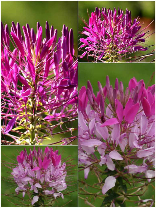 Cleome Spinosa Mix- Open Pollination Seeds
