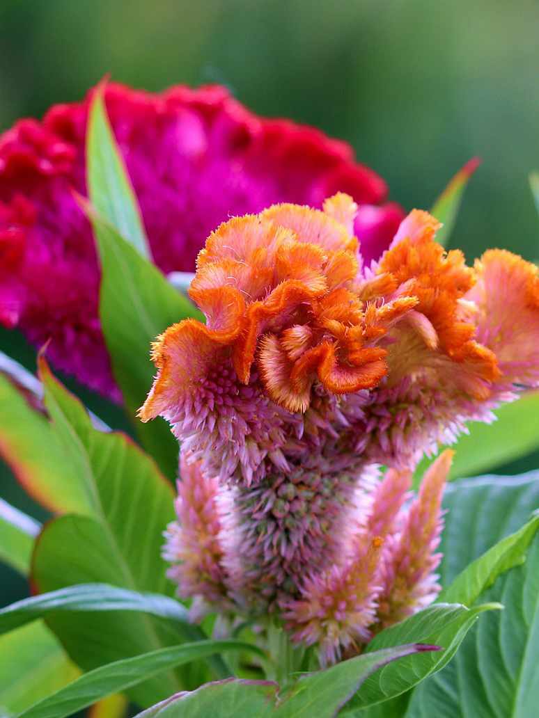 Cockscomb Dwarf Mix-Open Pollination Seeds