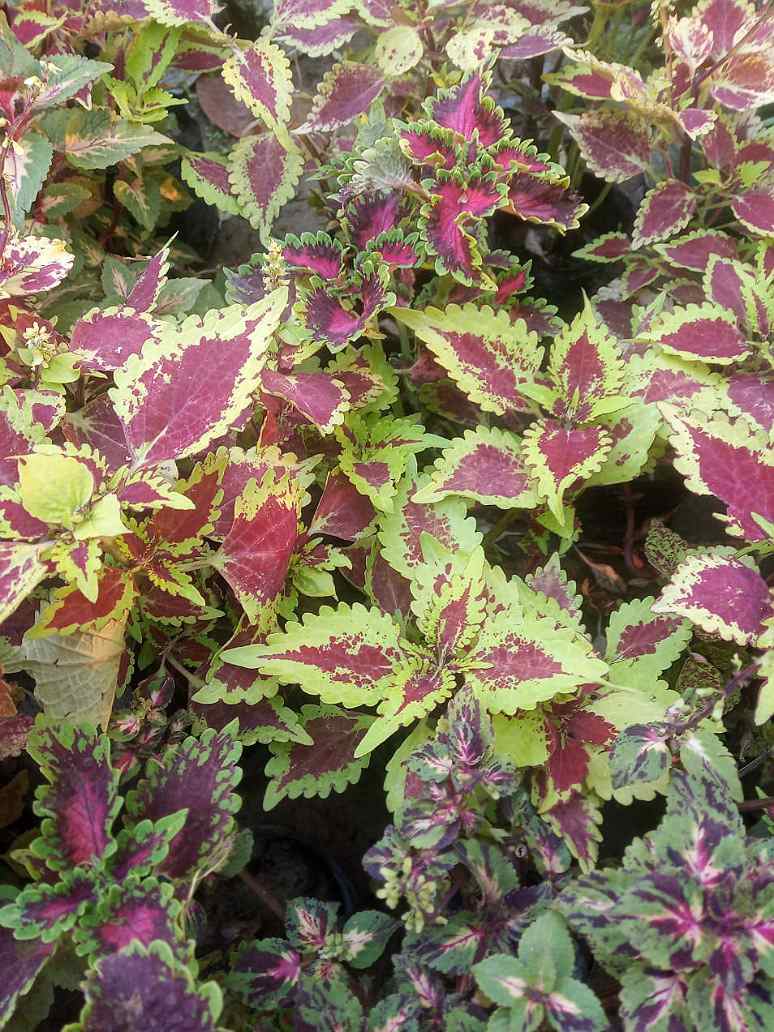 Coleus Blumei Rainbow Mix- Open Pollination Seeds