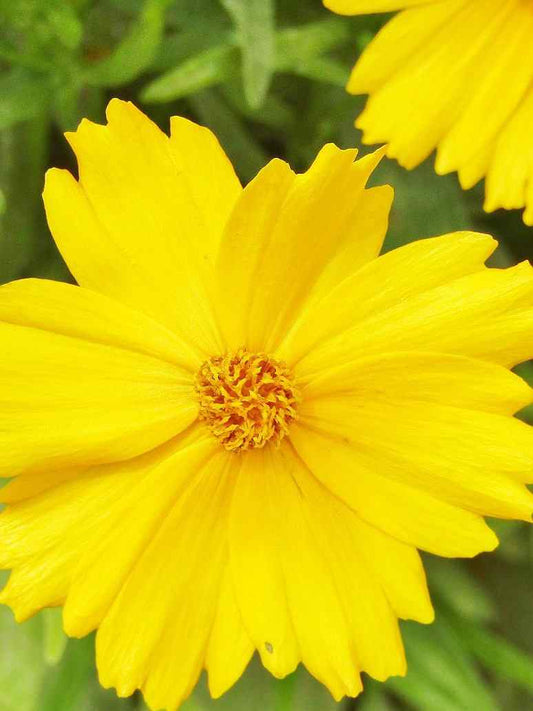 Coreopsis Lanceolata Dwarf ﻿Mayfield-Open Pollination Seed