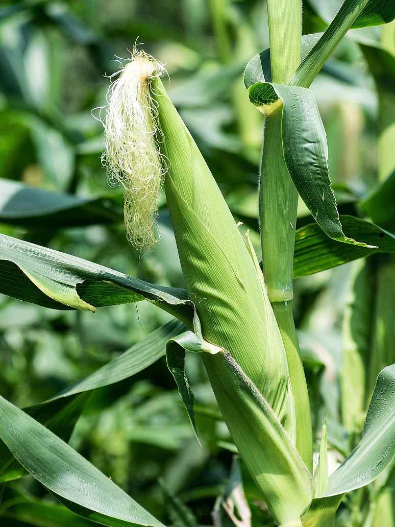 open seeded plants Corn or Maize