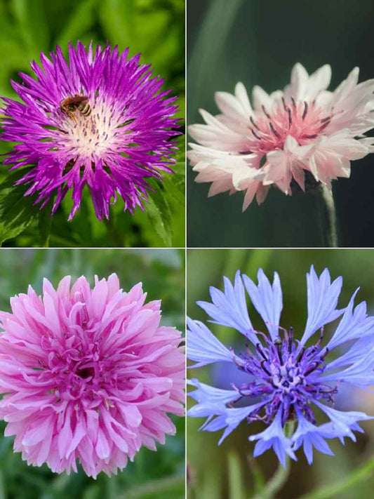 Cornflower Dwarf Double ﻿ Polka Dot Mix - Open Pollination Seed